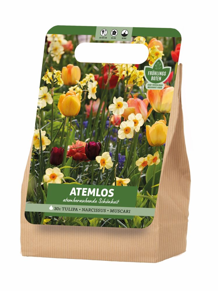 Atemlos Tulpen Narzissen Muscari 30 Stück