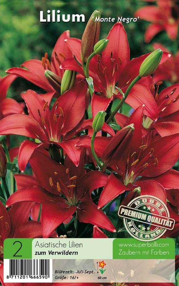 Asiatische Lilien Monte Negro 2 Stück
