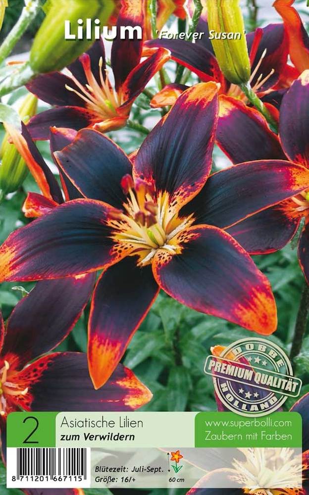 Asiatische Lilien Forever Susan 2 Stück