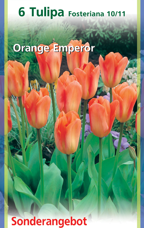 Fosteriana Tulpen Orange Emperor 6 Stück