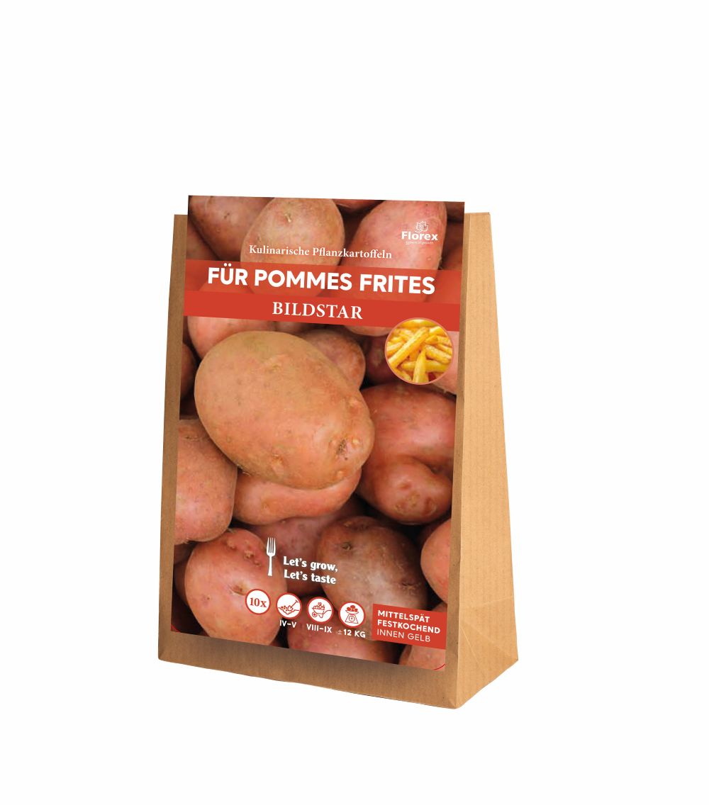 Pflanzkartoffeln Bildtstar 10 Stück