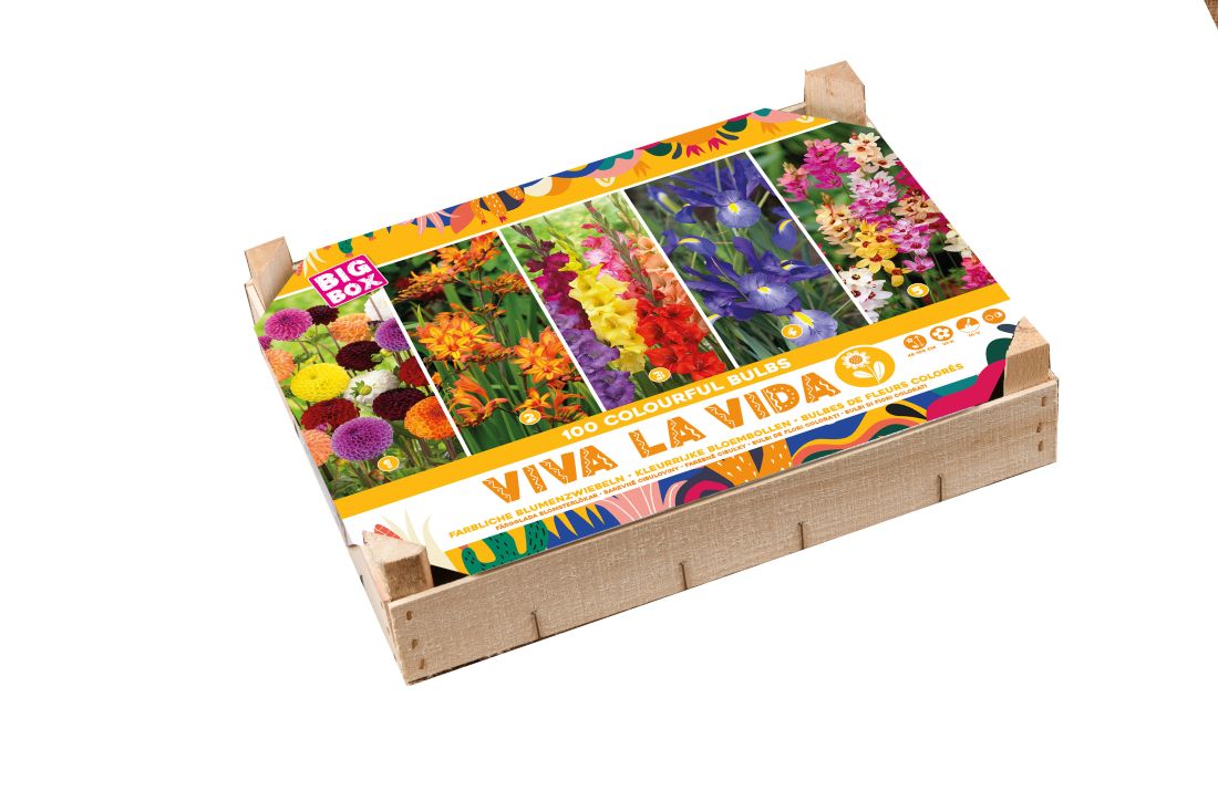 Big Box – Viva La Vida 100 Stück
