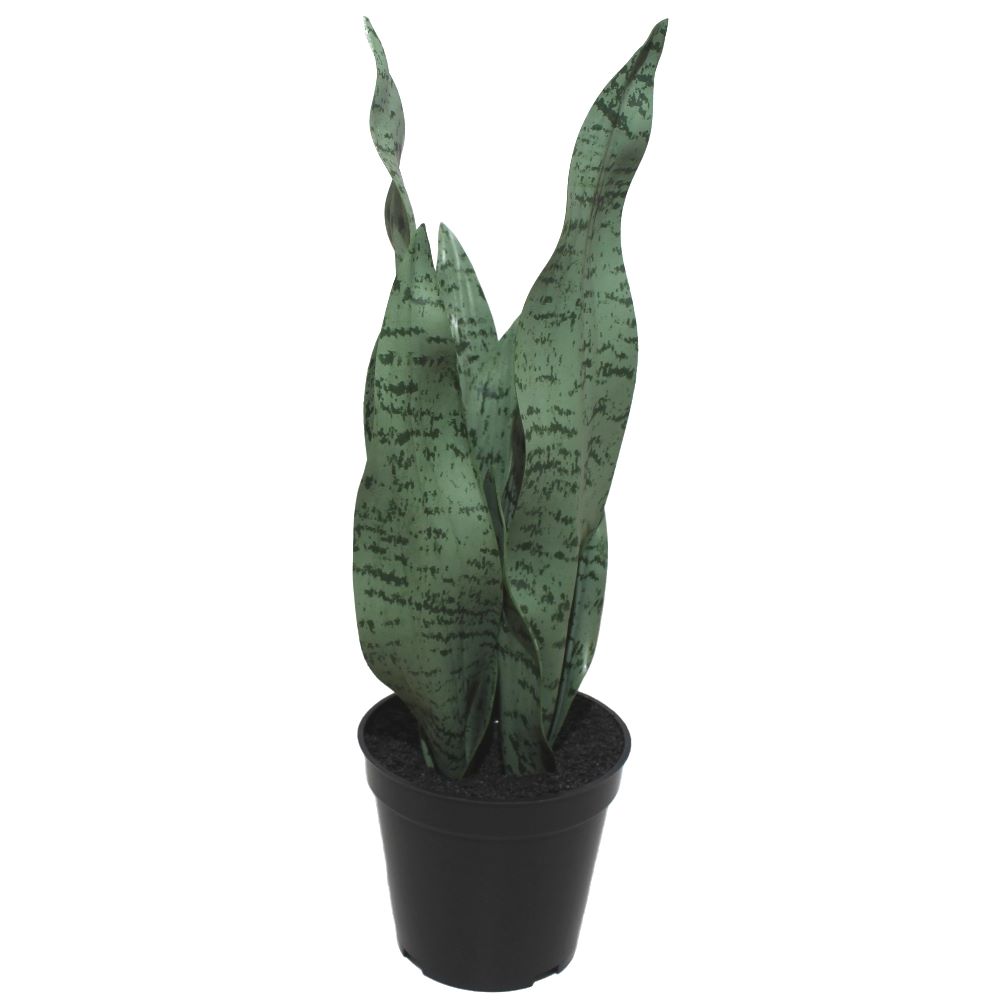 Kunstpflanze Sanseveria 39 cm
