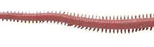 Berkley Gulp SW Peeler Crab 15cm Dark Brown
